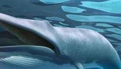 蓝鲸到底有多大 蓝鲸的寿命有多长？