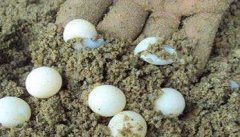 乌龟卵是什么样的 龟卵的孵化方法、怎么孵化
