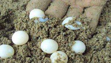 乌龟卵的收集方法