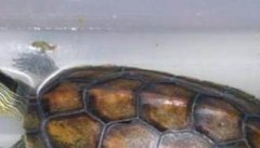 宠物小乌龟怎么养 饲养乌龟的正确方法