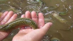 泥鳅生物学特性 有哪些生活习性