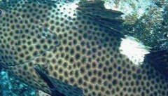 青石斑鱼养殖－青石斑鱼图片