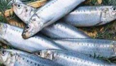 沙丁鱼是什么鱼 沙丁鱼的营养价值
