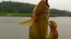 冬季钓黄颡鱼方法及注意事项