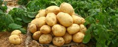 土豆种植注意事项有哪些