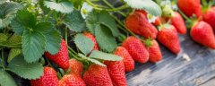 草莓种子种植方法