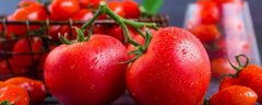 番茄的种植方法