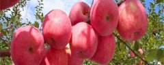 柱状苹果树栽培技术，附种植要点
