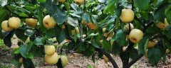梨树种植前景与利润，附种植风险