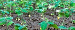 黄豆的种植方法，有哪些要点