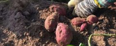 山芋的种植方法，有哪些要点