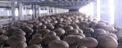 褐蘑菇怎么栽培，有哪些技术要点