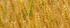 小麦受药害的处理方法，详细介绍