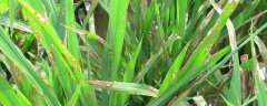 防治水稻穗颈瘟的特效药有哪些，附预防方法