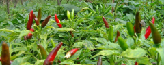 辣椒地通常用哪些除草剂，辣椒地如何安全除草