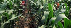 玉米追肥使用哪些肥料，玉米什么时候追肥
