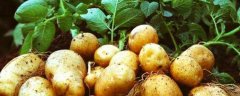 马铃薯高产种植方法，有哪些技术要点