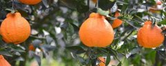 丑橘的上市时间，有哪些种植技术