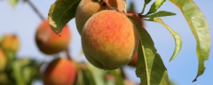 桃子怎么种植，有哪些技术要点