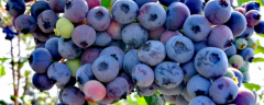大棚蓝莓怎么种植，有哪些技术要点