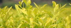 黄金芽茶叶怎么种植，有哪些技术要点