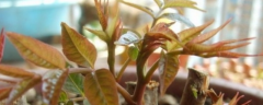 香椿盆栽怎么种植，有哪些技术要点