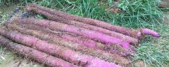 紫玉淮山药怎么种植，有哪些技术要点