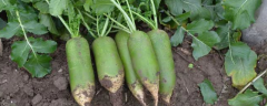 沙窝萝卜怎么种，关于沙窝萝卜的基本介绍和保存方法