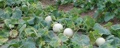露地香瓜怎么种植，有哪些技术要点