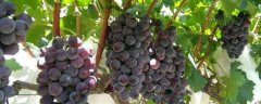 有机葡萄怎么种植，有哪些要点
