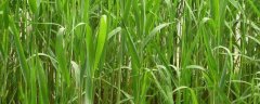 芦苇有哪些常见的种植方法，农田和荒地怎么防治芦苇
