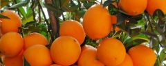 赣南脐橙怎么种植，有哪些种植要点