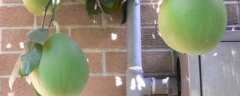 柚子盆栽的种植方法，有哪些要点