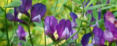 紫花苜蓿的播种时间，附种植方法