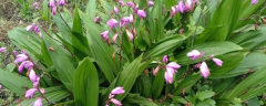 紫花白芨种苗的价格，附其种植前景