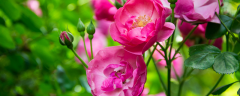 蔷薇一般在几月份开花，蔷薇盆栽该如何种植