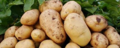 秋季土豆的播种时间，附播种方法