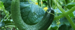 越夏黄瓜应选择什么品种，附种植技术要点