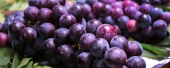 晚红葡萄的特性有哪些，附高产种植技术要点