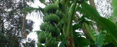 香蕉高产种植技术要点，附种植时间