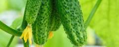 黄瓜的种植方法，有哪些注意事项