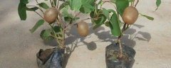 猕猴桃籽如何种小盆栽，附种植条件要求