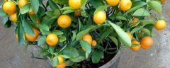 小金橘籽如何种小盆栽，该如何养护