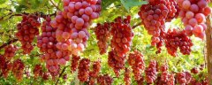 新疆葡萄该怎么种植，有哪些要点