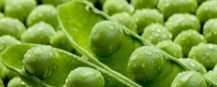 甜豌豆的种植方法，注意防治病虫冻害