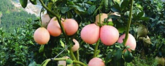 福建三红蜜柚苗的价格，附其种植方法