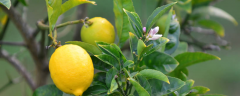 柠檬树怎样安全越冬，附柠檬树种植条件要求