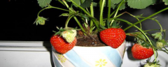 草莓籽种小盆栽的方法，种植时间是什么时候