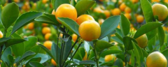 金橘籽盆栽的种植方法，金橘有什么营养价值