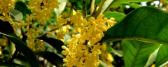 金桂花树的种植方法，附主要品种群
